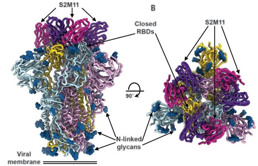 Utra Antibody Combination Inhibits COVID-19 Virus