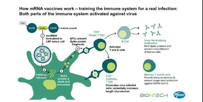 COVID-19: Is mRNA Vaccine a "transgenic vaccine"?