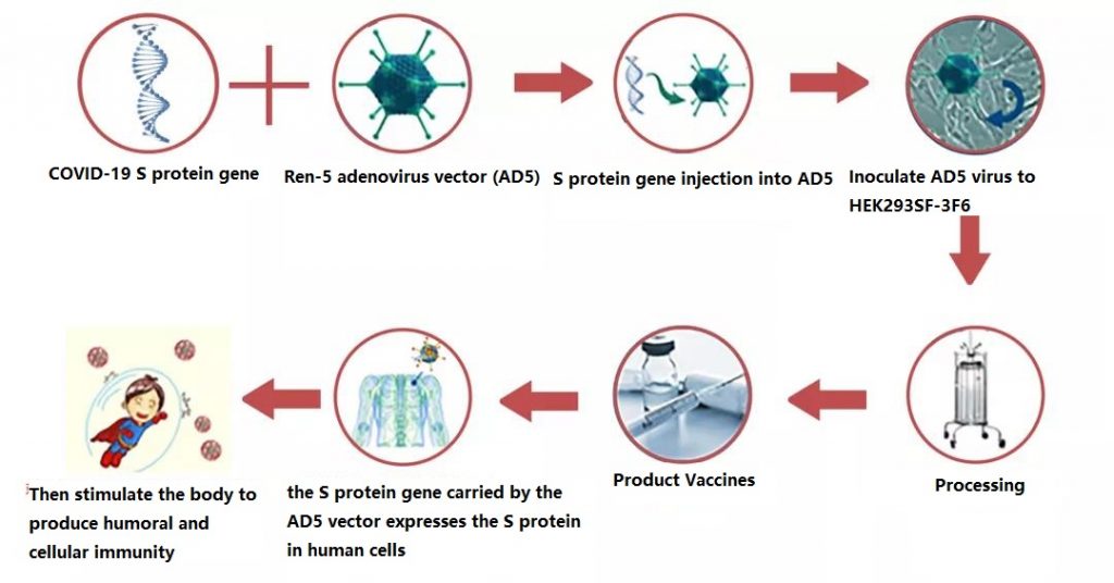 How Adenovirus Vector COVID-19 Vaccine (Ad5-nCoV) works?