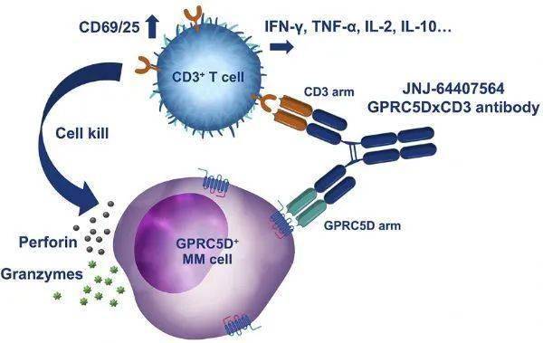 Johnson & Johnson: GPRC5DxCD3 bispecific antibody. GPRC5DxCD3 bispecific antibody! Johnson & Johnson talentamab in the treatment of relapsed or refractory multiple myeloma: total remission rate 69%!