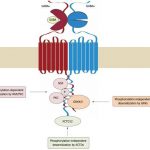 Medicine Development: Targeting the GPCR receptor complex