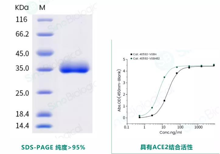 COVID-19: N501Y mutant recombinant protein