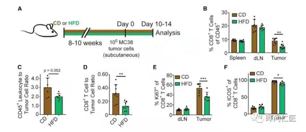 Obesity makes tumor cells more active!