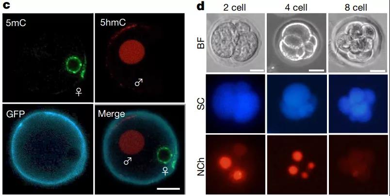Nature: Stem cells "transform" and fertilize "oocytes" by only 8 transcription factors