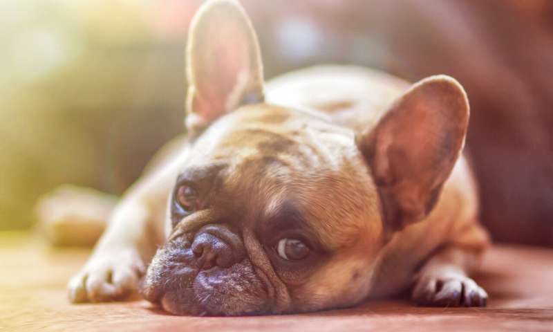 Dogs suffer diabetes while owners may same situation