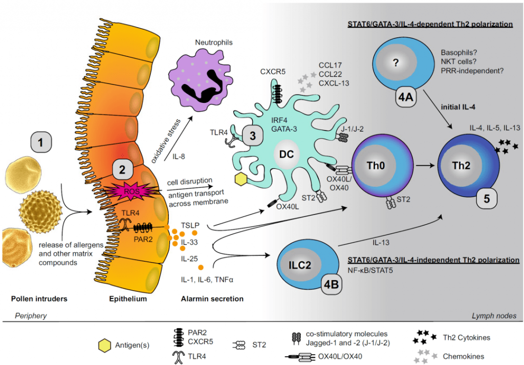 The immunological mechanism of pollen allergy