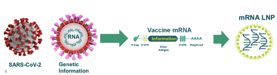 Technology about mRNA vaccine