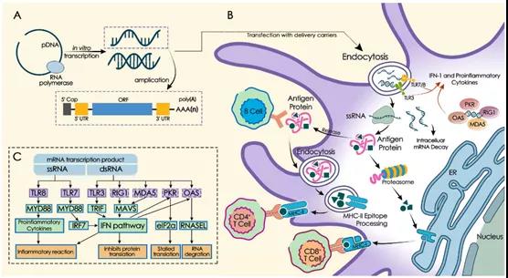 mRNA vaccine: Optimization and Application in infectious diseases and cancer