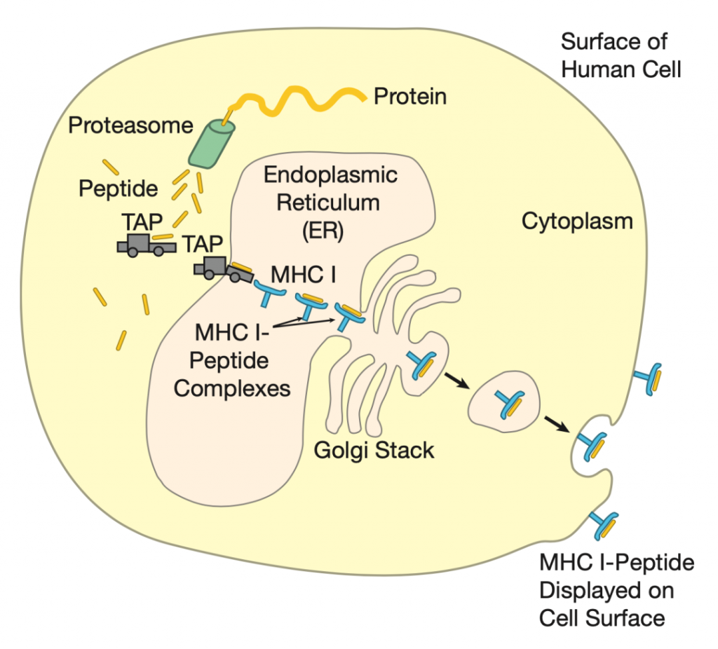 Immunology: MHC molecules