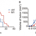M1 oncolytic virus wakes up T cells and overcomes non-response to immunotherapy