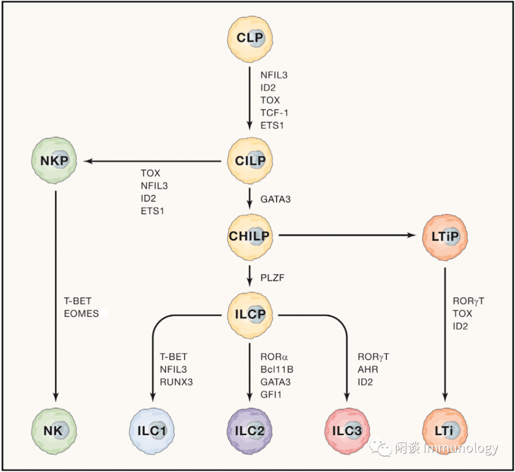 Innate lymphocytes (ILCs)