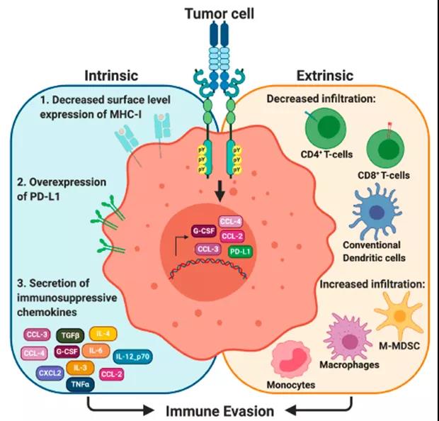 GAS6/TAM signaling pathway: a promising next-generation tumor treatment target