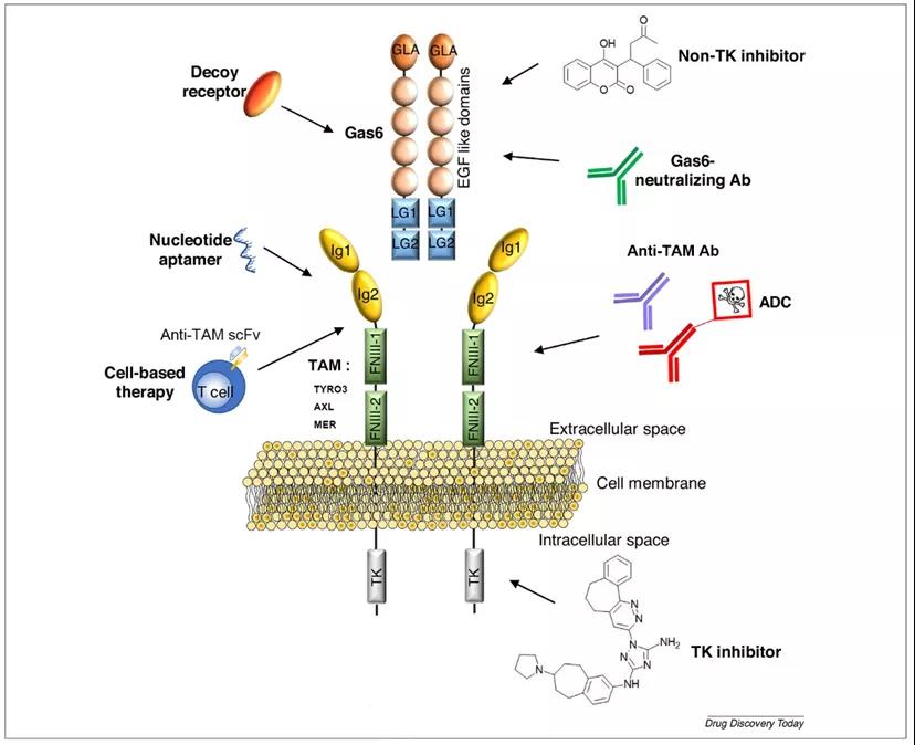 GAS6/TAM signaling pathway: a promising next-generation tumor treatment target