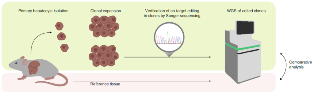 AAV and LNP deliver single-base editor to treat liver genetic diseases