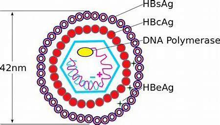Hepatitis B: A few copies of cccDNA are enough to start HBV