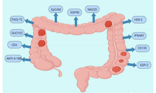 CAR-T therapy challenges colorectal cancer