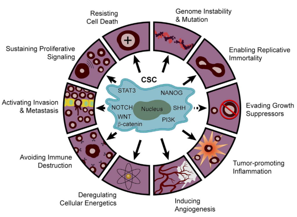 Interaction between cancer stem cells and immune cells