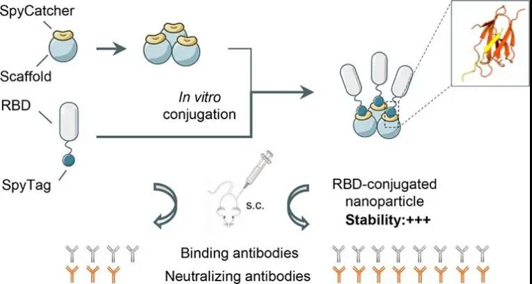 COVID-19: Self-assembled nanoparticle protein vaccine candidate