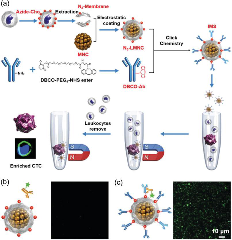 Detection Technologies on Circulating Tumor Cell 