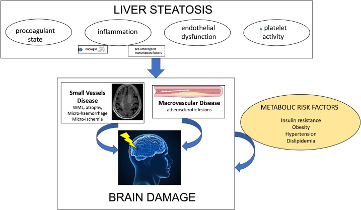 The fatty liver will bring the higher risk of stroke!