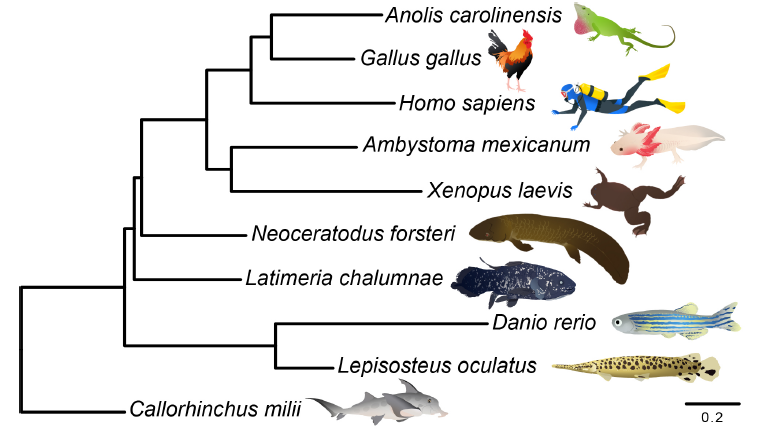 Nature: The evolution mechanism from fish to human. Nature | Great Discovery! The genome of the human relative of lungfish is resolved: the evolution mechanism from fish to human is revealed for the first time.
