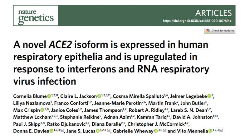 New ACE2 spliceosome: Effectively upregulated by interferon and viral infection