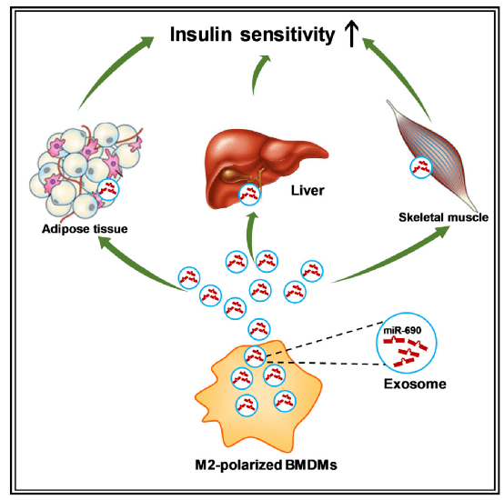 Cell Journal: miRNA can improve insulin sensitivity in obese mice
