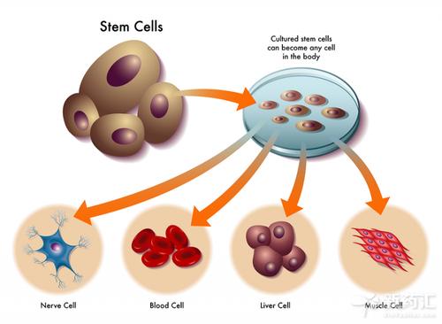 Can stem cell therapy treat male dysfunction?
