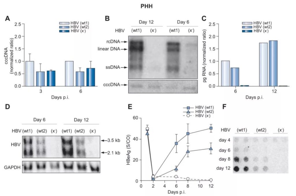 HBx protein: Essential for replication after HBV infection