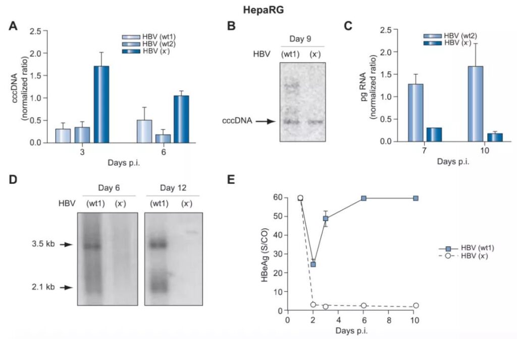 HBx protein: Essential for replication after HBV infection