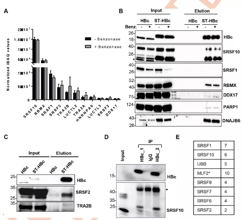Hepatitis B virus core protein interacts with host RNA binding protein SRSF10 to inhibit HBV RNA production