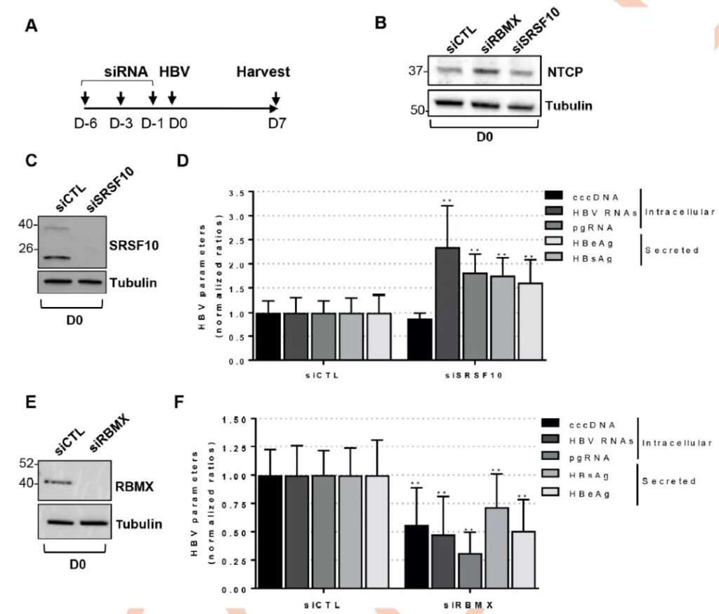Hepatitis B virus core protein interacts with host RNA binding protein SRSF10 to inhibit HBV RNA production