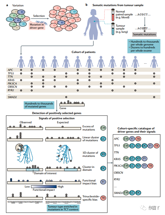 The most comprehensive collection of cancer driver genes: