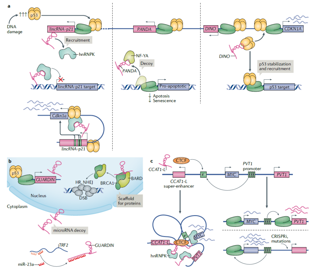 lncRNA: Transcription Splicing Localization and Function