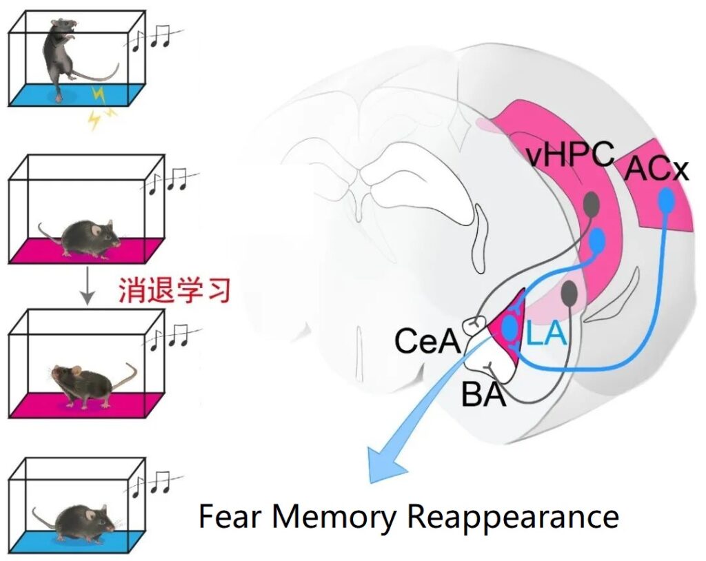 NSR: Why do fear memories always repeat