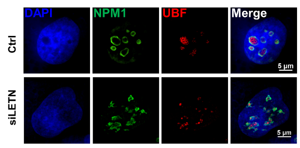 Key role of LncRNA-LETN in controlling the nucleolar morphology and functional activity