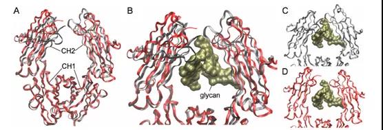 History of IgG glycosylation and where we are now
