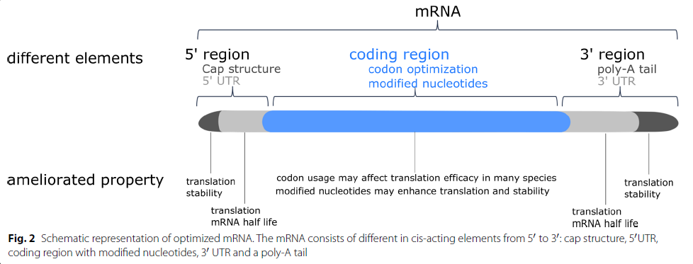 How mRNA therapy enters the field of monoclonal antibodies