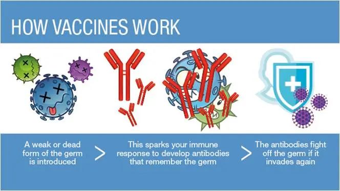 what exactly is the mRNA vaccine?