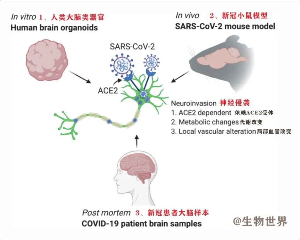 How COVID-19 invades and destroys the human brain?