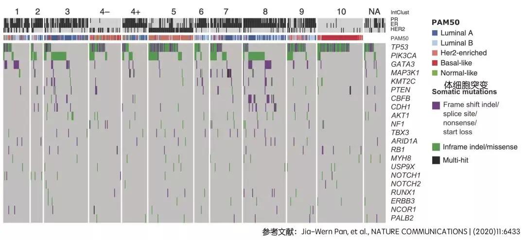 Breast cancer P53 gene mutation causes poor prognosis for Asians. "Breast cancer" P53 gene mutation causes poor prognosis for Asian breast cancer patients.  There are 2.26 million new cases of breast cancer worldwide, surpassing the 2.2 million cases of lung cancer. Breast cancer has replaced lung cancer as the world's largest cancer.