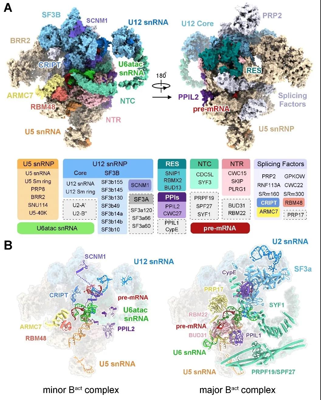 World's 1st electron microscopic structure of a human-derived secondary spliceosome