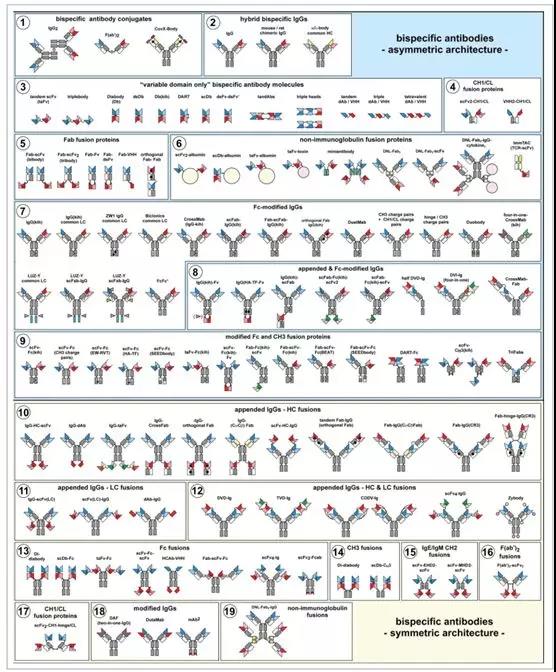 Bispecific antibody molecular construction