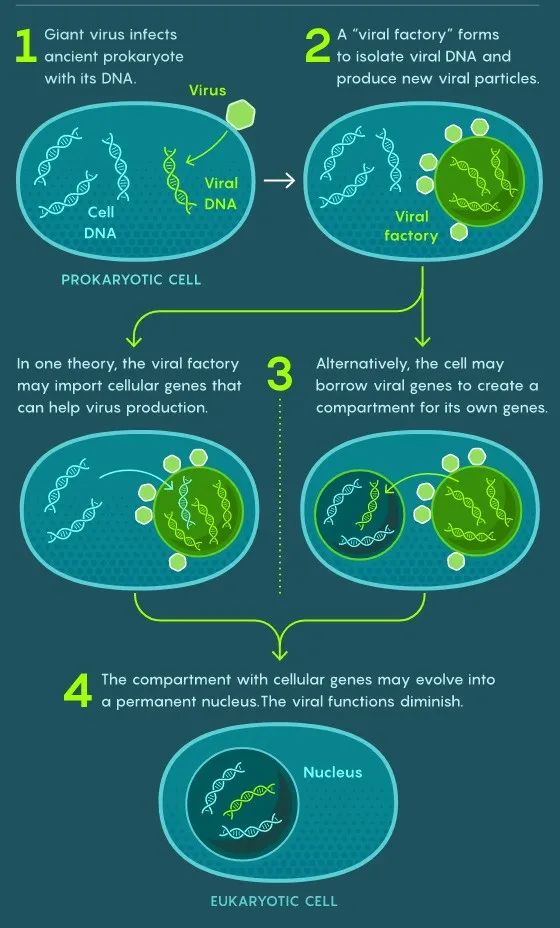 The nucleus actually originated from a virus?