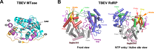 RNA virus polymerase has a characteristic region related to host adaptation