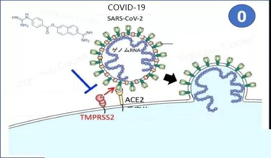 COVID-19 and its vaccines: Comprehensive Interpretation