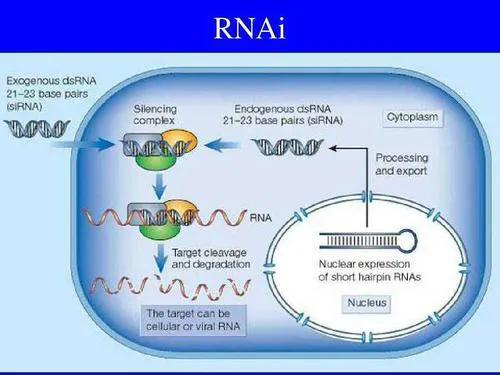 Hepatitis B RNAi new target: induce similar gene silencing