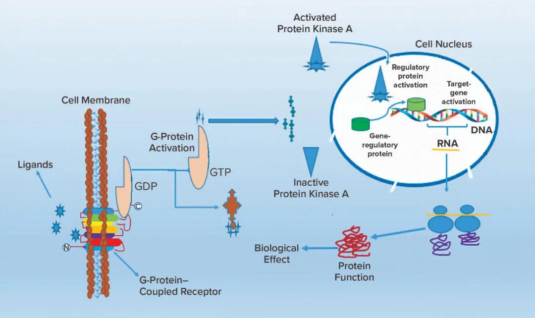 Development trend of G protein-coupled receptor ADC drugs