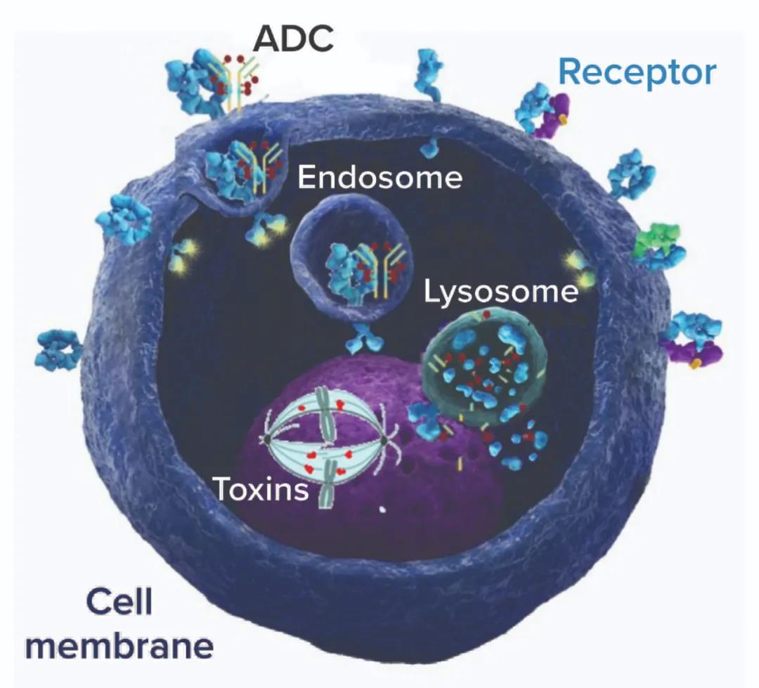 Development trend of G protein-coupled receptor ADC drugs