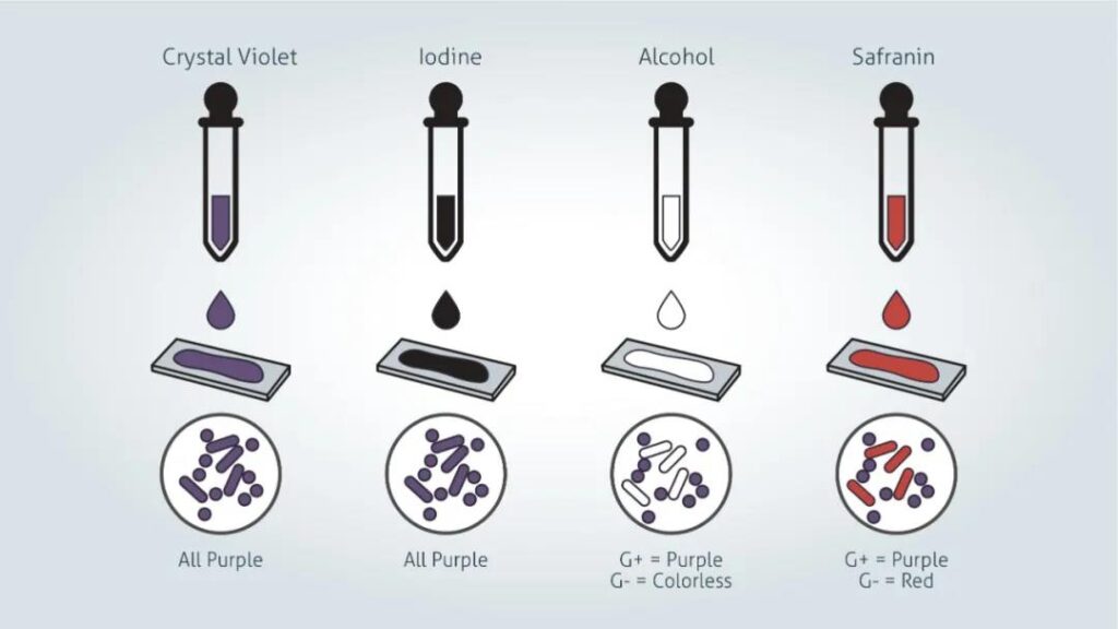 The difference between gram negative bacteria and gram positive bacteria ​
